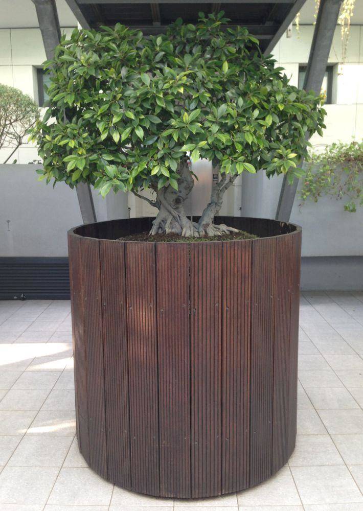 Il-bonsai-de-Il-Palmeto-2